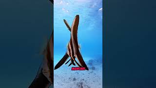 SEPASANG MANFISH manfish fish animals shorts short shortvideo [upl. by Lancaster659]