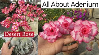 Adenium Plant Care  Desert Rose Plant  How to Grow Adenium  Succulent Plants Caudex [upl. by Ydac949]