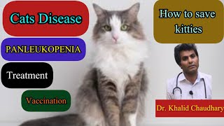 Feline Panleukopenia disease in Cats  Panleukopenia symptoms  Treatment  Dr Khalid Chaudhary [upl. by Ettenirt735]