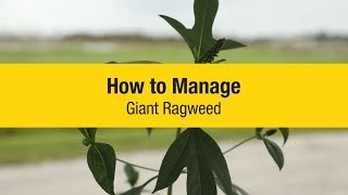 How It’s Done Identify and Manage Giant Ragweed [upl. by Locin275]