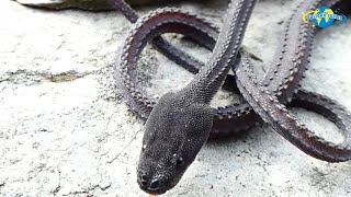 ULAR NAGA JAWA BUKAN CUMA MITOS Xenodermusjavanicus pustakasukma snake ularnaga dragonsnake [upl. by Magen]