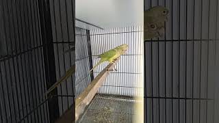 Fallow conure shortvideo youtubevideo [upl. by Aralomo526]