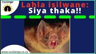 Lahla isilwane  Siya thaka [upl. by Anelav]