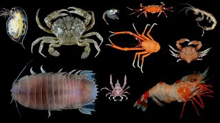 Types Of Crustaceans  Crustacean Group Animals Crustaceans crustacean [upl. by Nappie2]