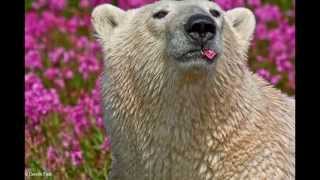 Canadian Photographer Captures Polar Bears Playing In Flower Fields [upl. by Narat921]