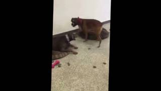 Doberman Pinscher vs Boxer Play Fight  Too Funny [upl. by Niwde]