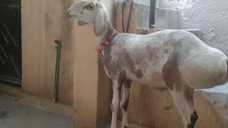 Beatiful dumba ✡ fat tailed sheep↔دنبہ [upl. by Aimehs234]