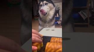 Siberian Huskey  Dog funny reaction on food siberianhuskey dog viralvideo viralshorts [upl. by Ijar441]