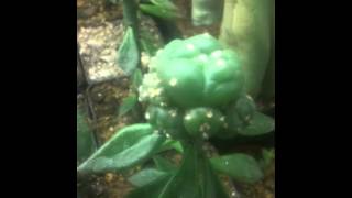 Lophophora williamsii grafted on Pereskiopsis stock [upl. by Jaymie]