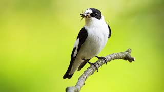 The song of the European pied flycatcher  Bird Sounds to recognize the Pied Flycatcher  10 Hours [upl. by Derfliw682]