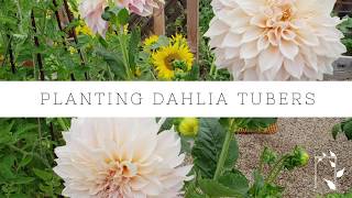 How to Plant Dahlia Tubers  Growing Dahlias  Gardening Tips  Tuber Planting [upl. by Reltuc221]