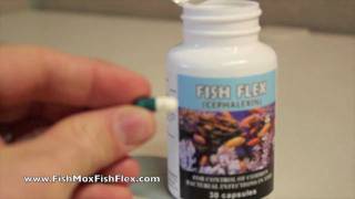 Fish Flex Cephalexin 250 mg Fish Antibiotic [upl. by Gamaliel]