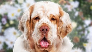 Clumber Spaniel  Top 5 Pros and Cons Clumber Spaniel Facts [upl. by Cynar913]