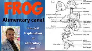 Digestive system of frog  alimentary canal of frog  anatomy [upl. by Fredkin510]