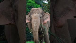 A hungry Elephant is eating the grassWildlifeAdvantureInHindi wildcat [upl. by Alvira]