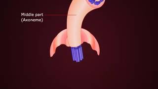 Cilia and Flagella [upl. by Essam]