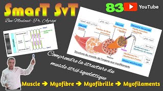 83Structure du Muscle strié squelettique [upl. by Primrose]