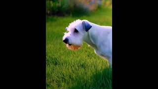 terrier dog plays in a grassy gardenpets funny dog pretty [upl. by Chapa78]