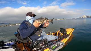 Coronado San Diego Bay Fishing September 21 2024 [upl. by Lamej45]