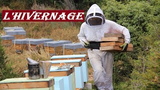 APICULTURE E12  Comment faire pour bien hiverner les colonies dabeilles  Ma méthode simple [upl. by Harbert]