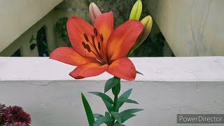 Asiatic lily  What to do after the flowering is over  How To Grow And Care [upl. by Marbut]