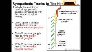 Cervical part of Sympathetic trunk Dr Shabana Head and neck lectures [upl. by Otreblon]