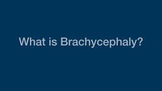 What Is Brachycephaly [upl. by Okiron]