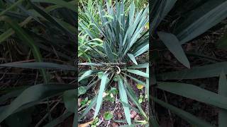 Yucca Filamentosa ou Iuca Mansa ​⁠alegriaverdetina short [upl. by Jo-Ann]