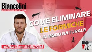 ❓​​🐜​Come eliminare le formiche in modo naturale [upl. by Nivlek]