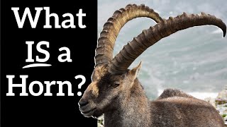 What IS a Horn  Animals That Dont Really Have Horns [upl. by Deming]