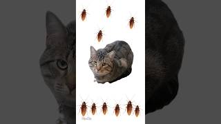 I live with roaches Animation Meme funny shorts animation [upl. by Nylissej]