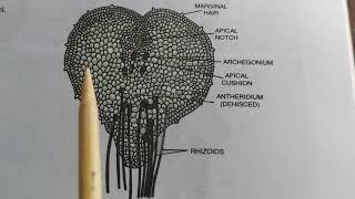 Pteridophyta part 2 structure of Prothallus [upl. by Anelrad]