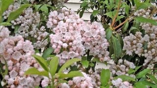 Mountain Laurel  More Than a Rhododendron  Kalmia latifolia [upl. by Otineb44]