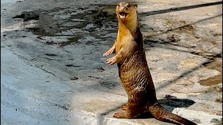 River Otter Whining and Swimming  An Active River Otter waiting for his morning breakfast [upl. by Kcirdla]