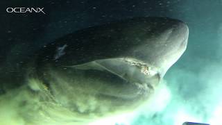 Massive DeepSea Shark Checking Out Our Submarine [upl. by French]