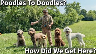 Poodles To Doodles  Good Idea or Bad Idea [upl. by Assilym535]