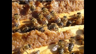 Te animas hacer tortas proteicas para abejas SUPER FACIL hoy las hacemos junto a vos  Apicultura [upl. by Cattan]