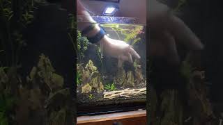 Replanting my shrimp tank aquatic caridinashrimp [upl. by Leamiba]