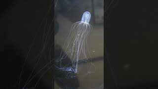 Hydroid Bioluminescence  Telonicher Marine Lab sciencefacts animal biology [upl. by Esten]