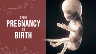 Pregnancy  How a Wonder is Born Animation [upl. by Jarlathus36]