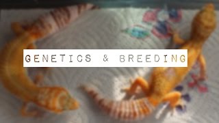 Basic Guide To Leopard Gecko Genetics amp Breeding [upl. by Aivartal]