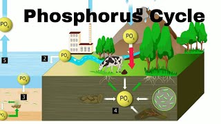 Phosphorus Cycle [upl. by Keraj]