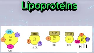 Lipoproteins Chylomicrons VLDL LDLHDL biochemistry metabolism lipid lipoprotein [upl. by Onibla]