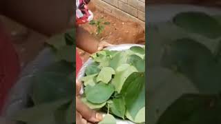 Harvesting Organic red sorrel from my homegarden Andhra Matha Gongura pachadi 😋😋 chutney shorts [upl. by Annahgiel]