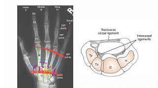 CarpoMetacarpal Joints WRIST AND HAND COMPLEX [upl. by Skolnik]