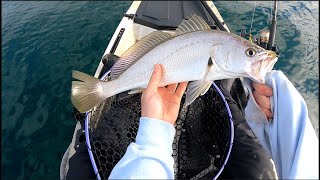 Kayak Fishing Pittwater Jewfish and a Cheeky Salmon [upl. by Alton212]