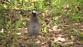 Bobwhite Quail Visiting and Leaving [upl. by Ailaham829]