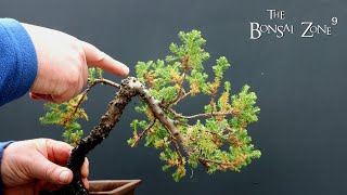 Juniper Repot The Bonsai Zone March 2022 [upl. by Onihc]