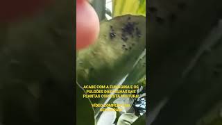 Adeus Pulgões e Fumagina nas PLANTAS [upl. by Engis]