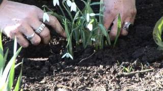 How To Plant Snowdrops In The Green At Home [upl. by Risay]